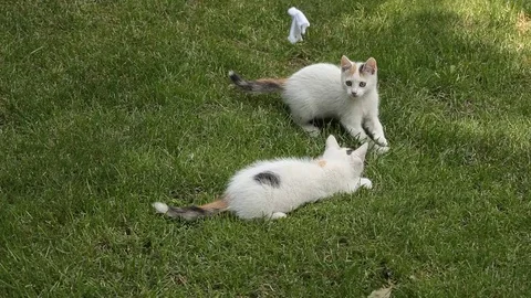 Two white Kitten playing on the green grass Stock Footage 72246646