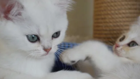 Two white kittens are playing in a basket. Stock Footage 124667974