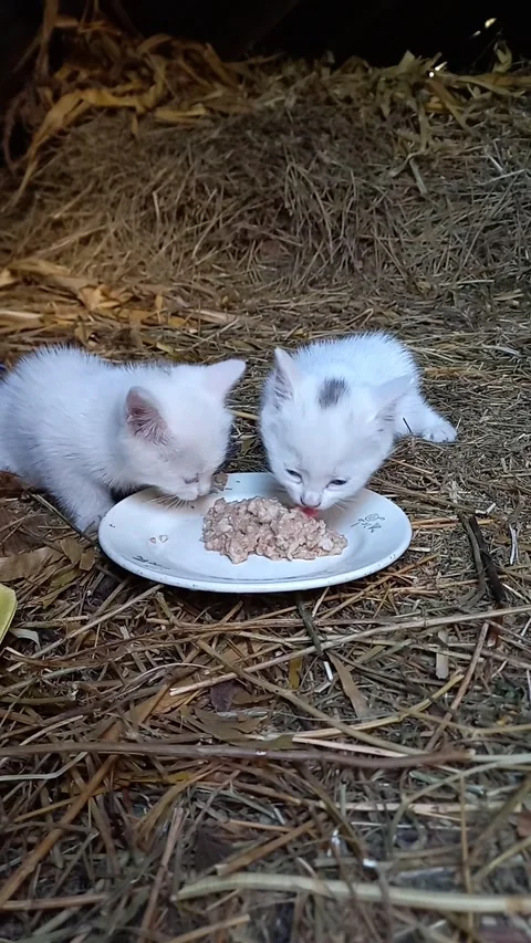 Two White Kittens Eating Wet Food with Space for Text Stock Footage 342286870