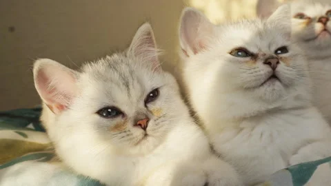 Two white kittens with green eyes are resting on a soft bed. Stock Footage 124667953