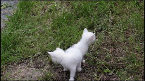 Two white kittens on green grass Stock Footage 132913342
