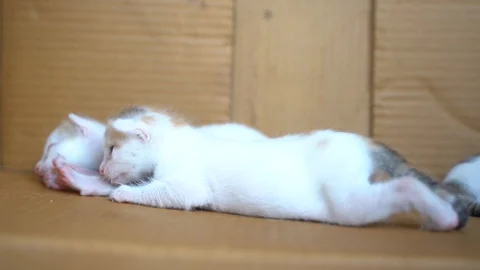Two white kittens lying together Stock Footage 120719844
