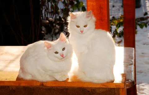 Two White Kittens Stock Photos
