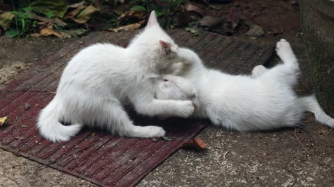 Two white kittens playing outside Video stock 278105494