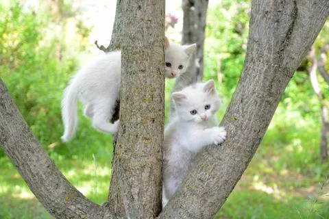 Two white kittens on a tree. Stock Photos