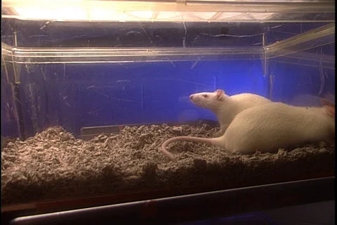Two white lab rats sniffing around in clear plastic enclosure. Stock Footage 86753502