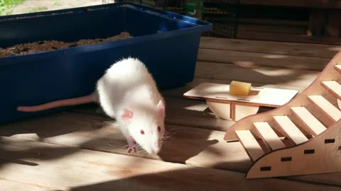 Two white lab rats walking outside the cage and playing with wooden ladder and Stock Footage 247900156