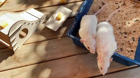 Two white lab rats walking outside the cage and playing with wooden ladder and Stock Footage 250258244