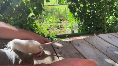 Two white lab rats walking outside the cage and playing with wooden ladder and Stock-Footage 250258275