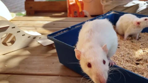Two white lab rats walking outside the cage and playing with wooden ladder and Stock Footage 250274125