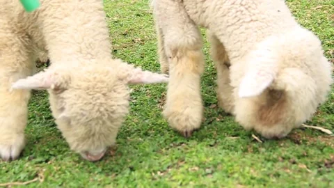 Two white lambs are eating grass Stockbeeldmateriaal 233015398