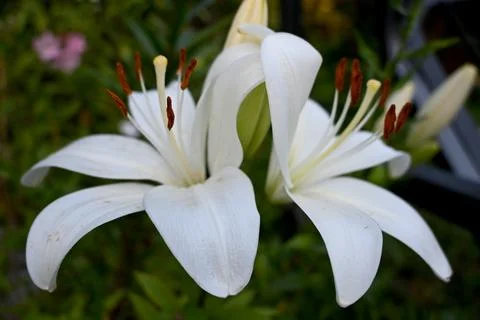 Two White Lilies Close-Up, Elegant Flower Nature Concept Fotos de archivo