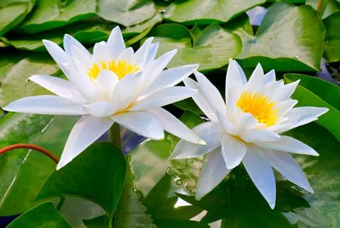 Two white lilies Foto stock