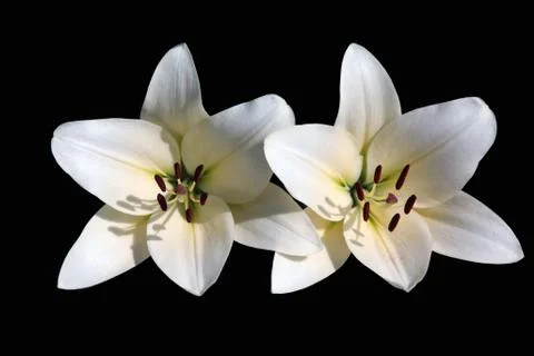 Two  white lilies Stock Photos