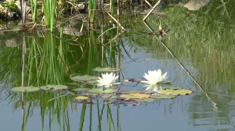 Two white lily Stock Footage 67302783