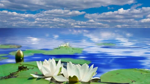 Two white lilys time lapse scene Stock Footage 267953255