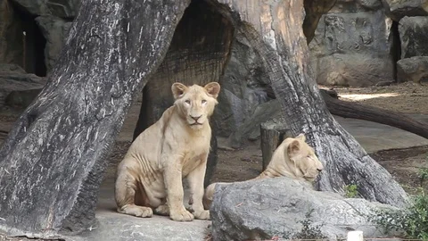Two white lions at zoo Stock-Footage 70078191
