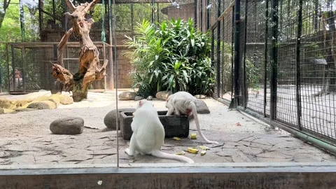 Two white monkeys eating lunch Stock Footage 281039745