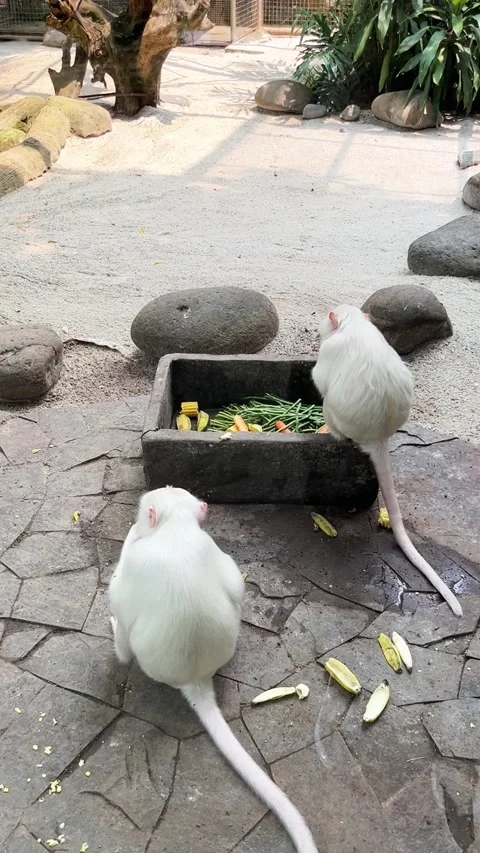 Two white monkeys eating lunch Stock Footage 281039747