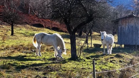 Two white mountain horses standing in sunny meadow at mountain foot Stock Footage 318928203