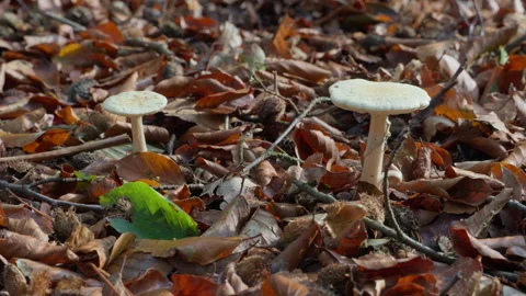 Two white mushrooms between brown autumn leaves in the forest. Stock Footage 269083181