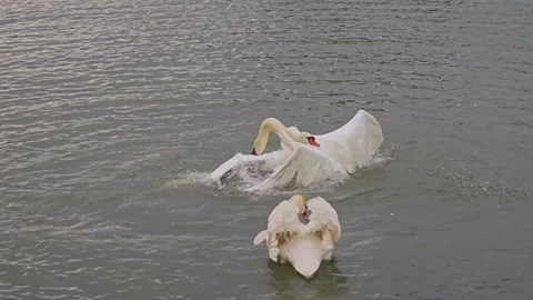 Two White Mute Swans Fighting on a Lake During a Territorial Dispute Stock Footage 339191758