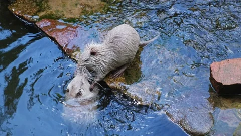 Two White Nutria Rats Fighting and Playing in Rocky Water Stream Stock Footage 154777294