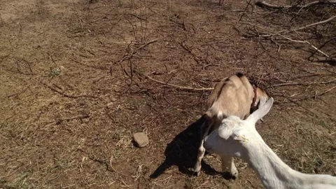 Two white &amp; One Brown goats graze on the ground Close Up Stock Footage 167967871