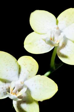 Two white orchids Stock Photos