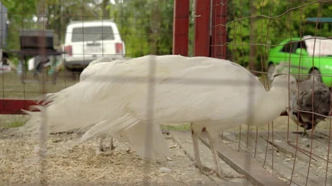 Two white peacocks in a cage on a farm. Feather animals in the pen Stock Footage 161265868