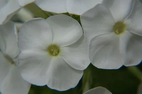 Two White Phlox Blossoms Stock Photos