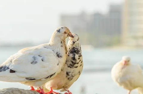 Two white pigeon Stock Photos