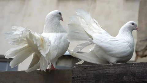 Two white pigeons are sitting on a wooden fence. Stock-Footage 113091338