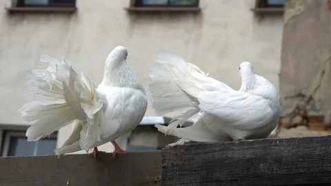 Two white pigeons are sitting on a wooden fence. Stock Footage 113091609