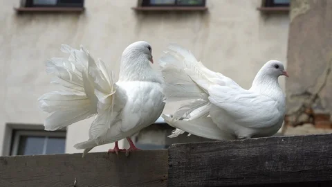 Two white pigeons are sitting on a wooden fence. Stock-Footage 113091972