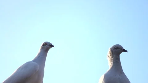 Two white pigeons on background clean blue sky. Group of birds. Stock Footage 251588525