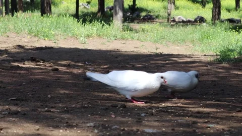 Two white pigeons eat wheat grains in the forest. Tbilisi, Georgia Stock Footage 242031562