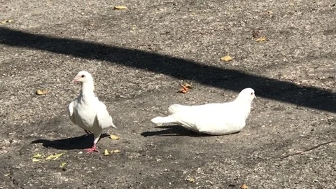 Two white pigeons 動画素材 82688712