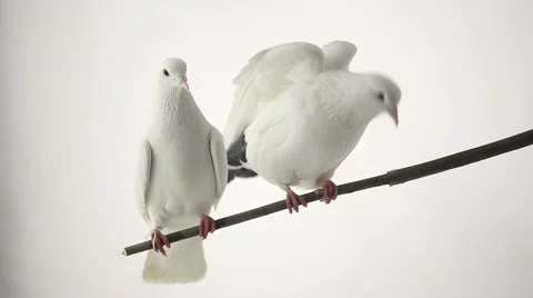 Two white pigeons isolated on white background, studio shot Stock Footage 56753191