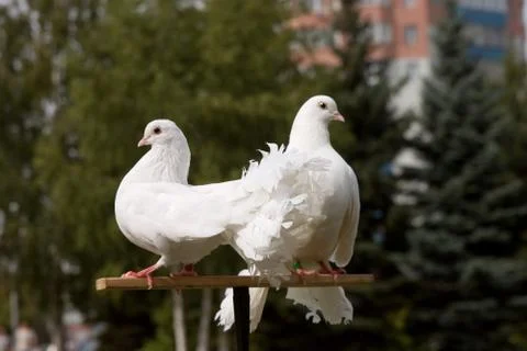Two white pigeons 스톡 사진