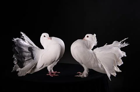Two white pigeons Stock Photos