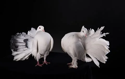 Two white pigeons Stock Photos