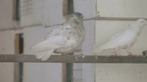 Two white pigeons run on a pole Stock Footage 82451668