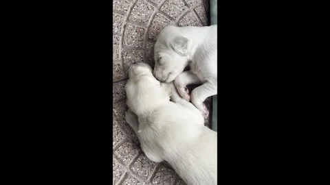 Two white puppies sleeping closely on patterned outdoor tiles, vertical shot Video stock 325037796