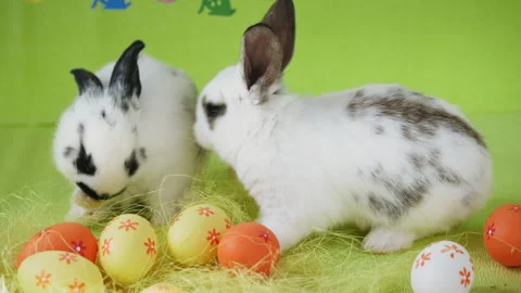 Two white rabbits with black spots playing near brightly colored Easter eggs Stock Footage 277690103