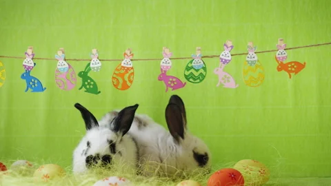 Two white rabbits with black spots playing near brightly colored Easter eggs Stock Footage 277691668