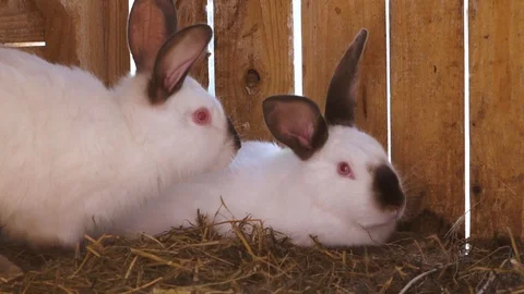 Two white rabbits in the cage Stock Footage 111748812