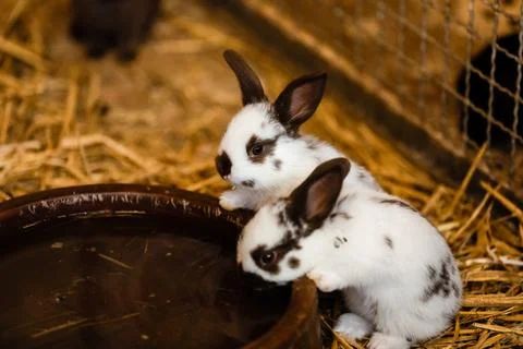 Two White Rabbits Drinking Water From Baked Clay Disc. selective focus on t.. Stock Photos