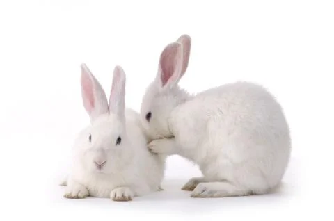 Two white rabbits. Stock Photos
