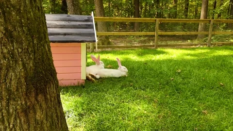 Two white rabbits resting near a cute pink hutch in a sunny green garden. Cute d Vídeo Stock 342326908
